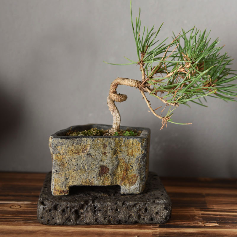 현무암 천연석 화분 수제 다육식물 화분 실내외 데스크탑 - Bonsai Garden Indoor 리뷰 및 가격