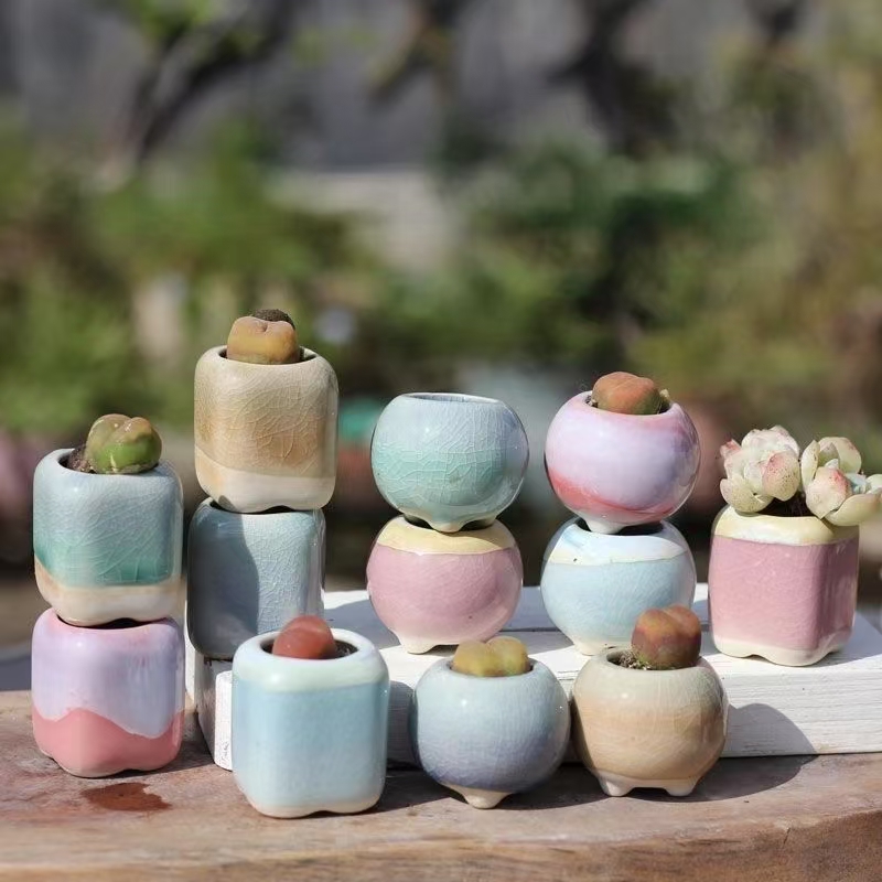 6Pcs 미니 화분 다육 식물 작은 다육 식물 도자기  - Bonsai Gardenia 리뷰 및 가격