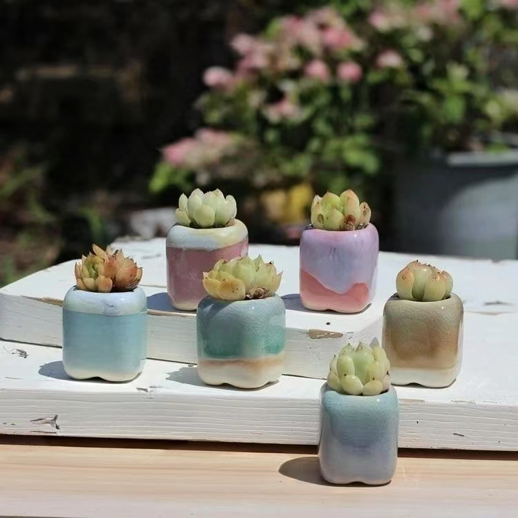 6Pcs 미니 화분 다육 식물 작은 다육 식물 도자기  - Bonsai Gardenia 리뷰 및 가격